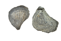 Plicatula radiola